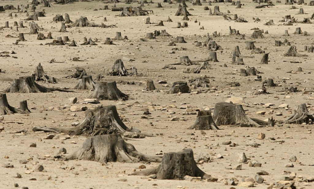 Déforestation et sécheresse